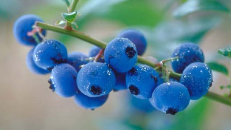 Blue Berries