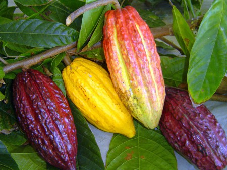 Cacau