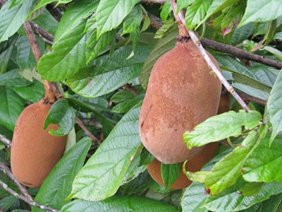 Cupuaçú