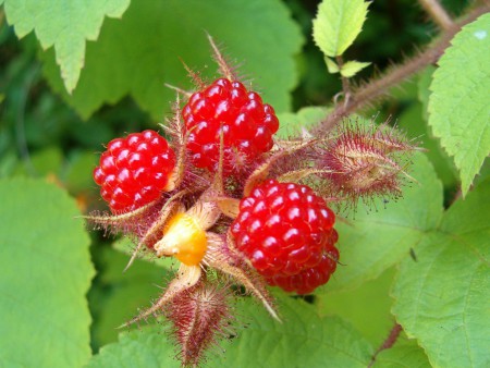 Framboesa