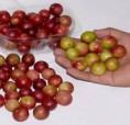 Camu- Camu